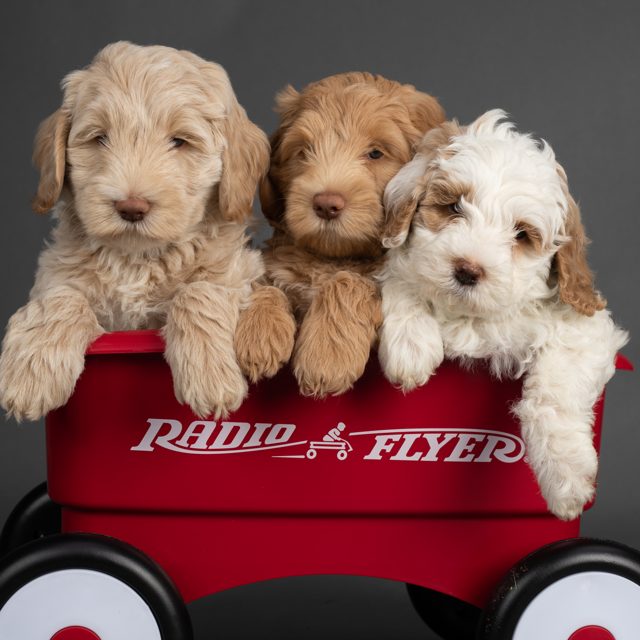 Australian Labradoodle puppies in a red Radio Flyer wagon
