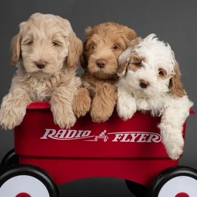 Australian Labradoodle puppies in a red Radio Flyer wagon
