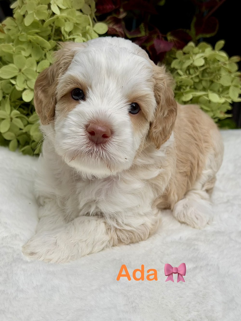 Ada — cream and apricot Australian Labradoodle puppy from the Opal and Toby litter