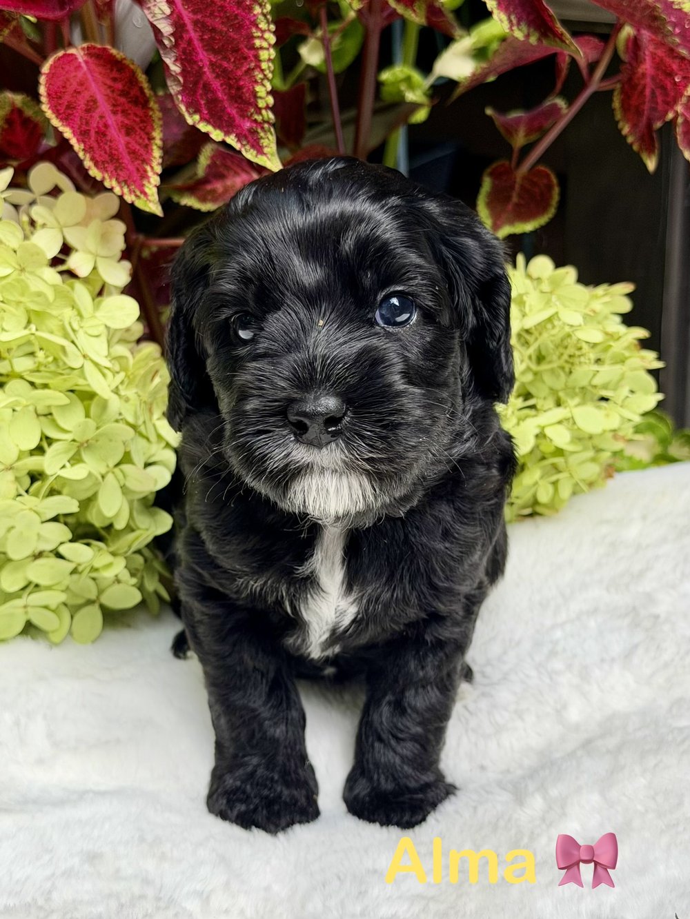 Alma — black Australian Labradoodle puppy from the Opal and Toby litter