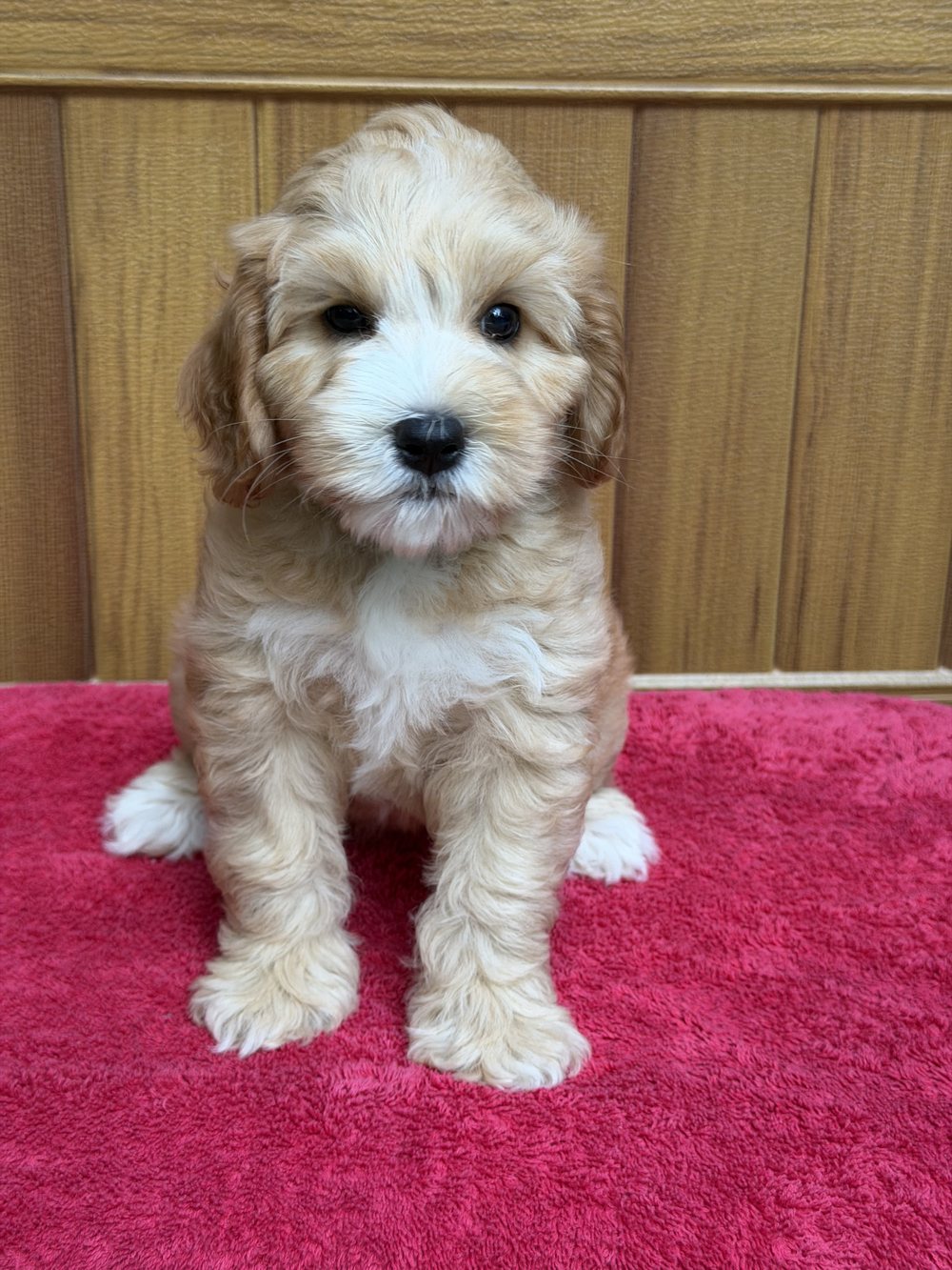 Cora — mini apricot tuxedo Australian Labradoodle puppy from the Opal and Toby litter