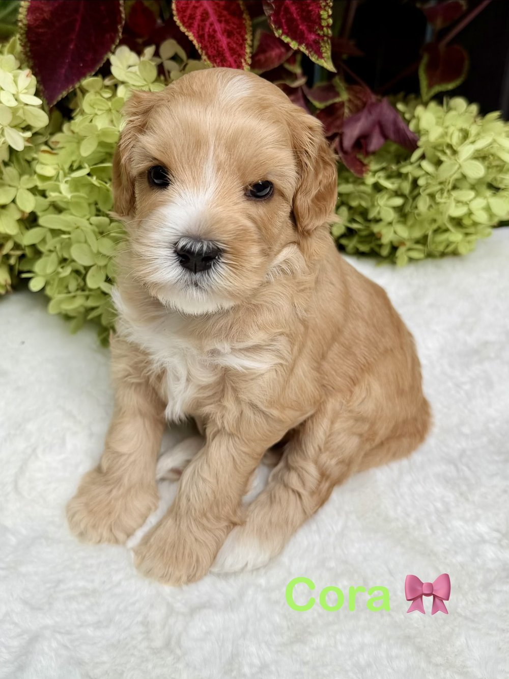 Cora — caramel Australian Labradoodle puppy from the Opal and Toby litter