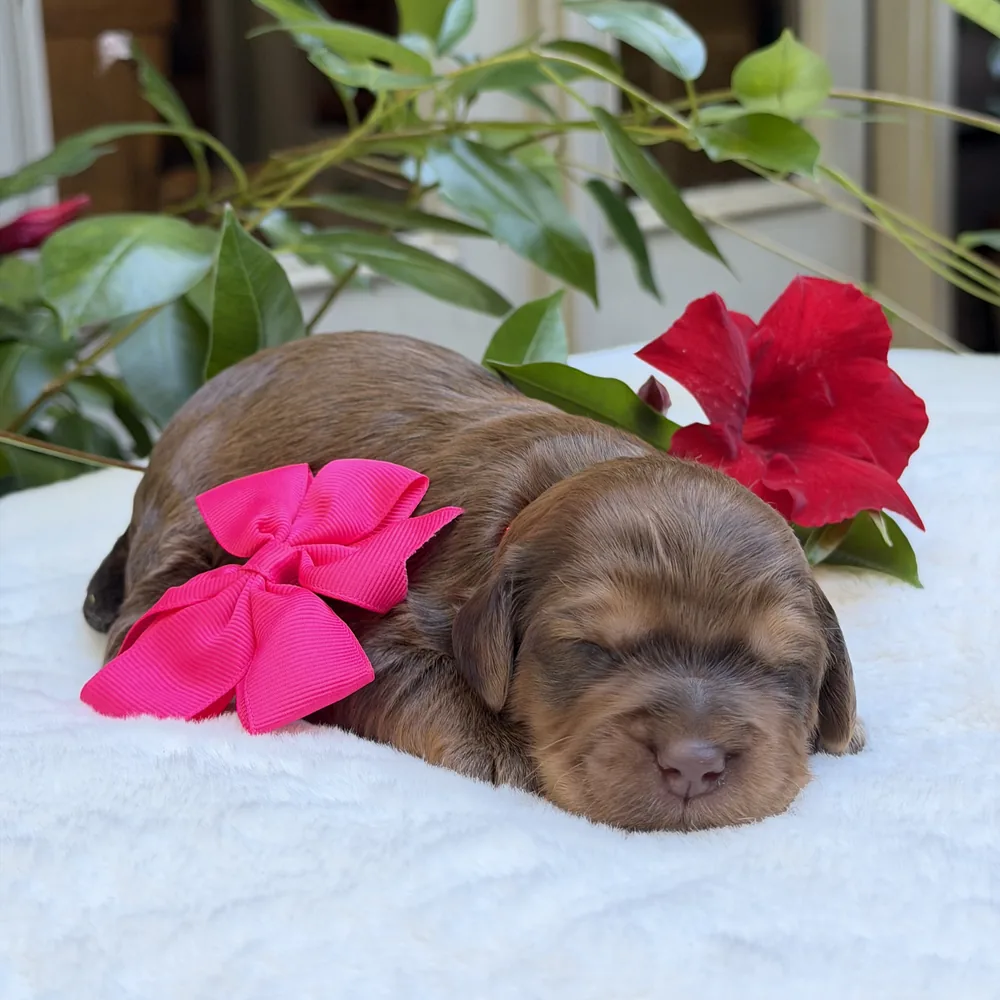 Pink Collar — Female Sable Australian Labradoodle puppy from the Heidi and Navy litter at Tillery Labradoodles, born October 14