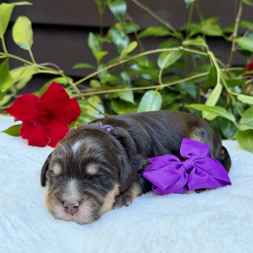 Purple Collar — Female Chocolate tri-phantom Australian Labradoodle puppy from the Heidi and Navy litter at Tillery Labradoodles, born October 14