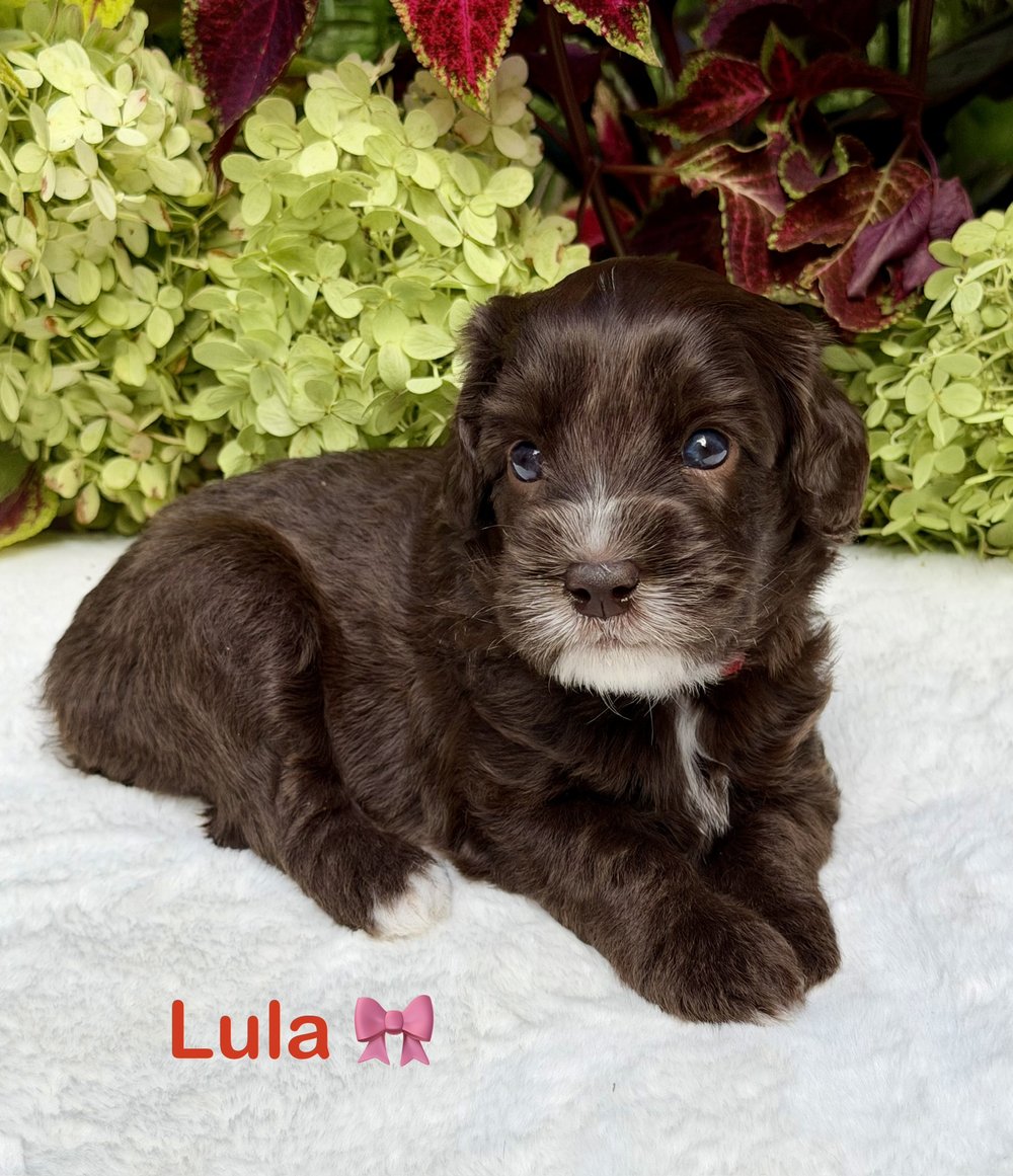 Lula — chocolate and white Australian Labradoodle puppy from the Opal and Toby litter