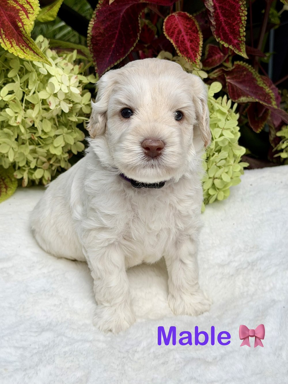 Mabel — cream Australian Labradoodle puppy from the Opal and Toby litter