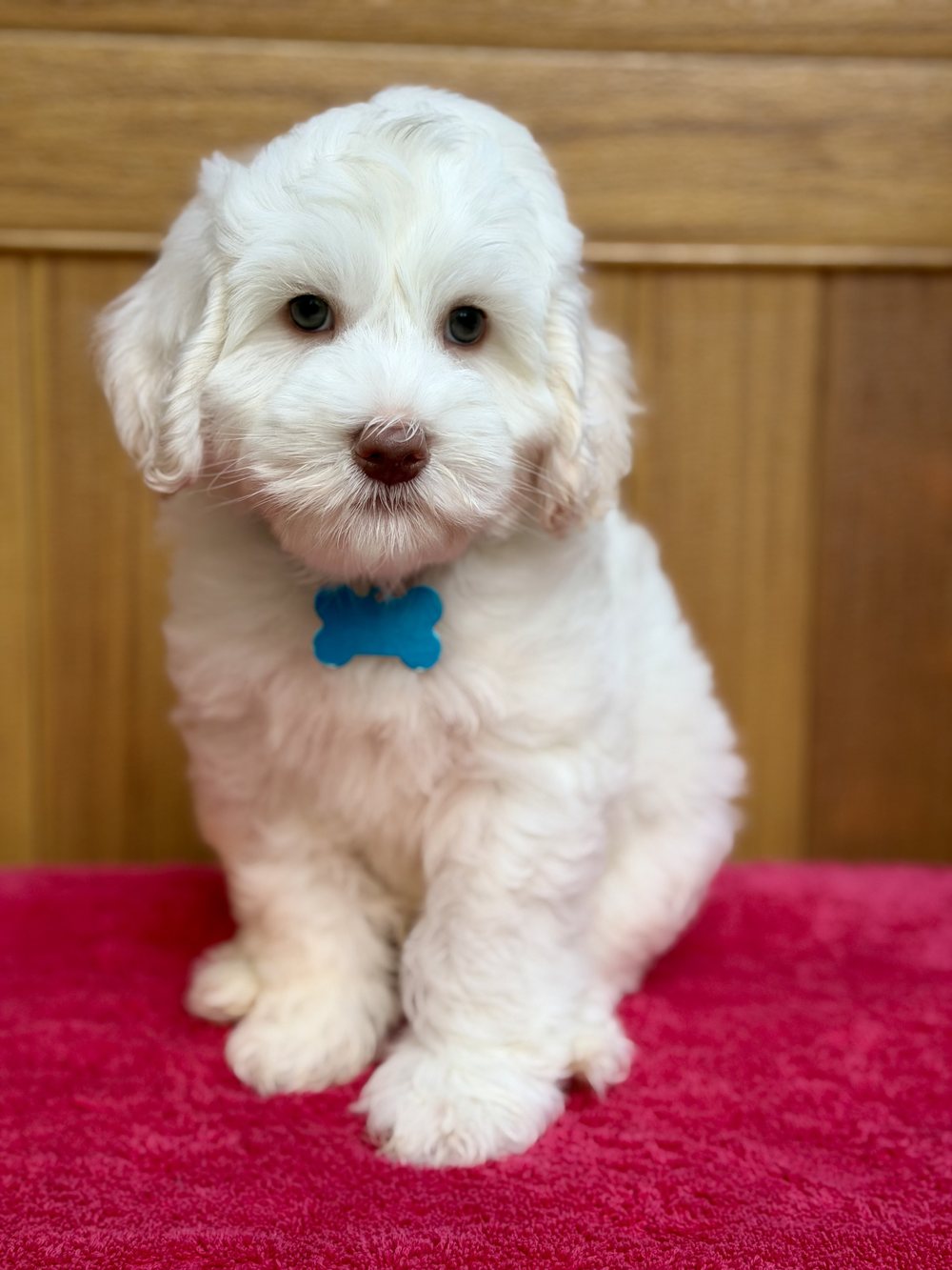 Otto — small-medium chalk white Australian Labradoodle puppy from the Opal and Toby litter