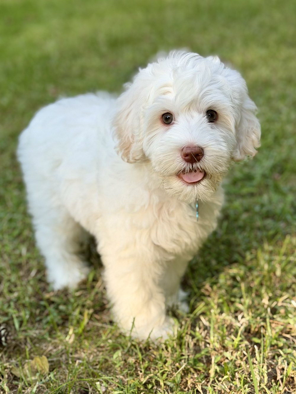 Otto — small-medium chalk white Australian Labradoodle puppy from the Opal and Toby litter