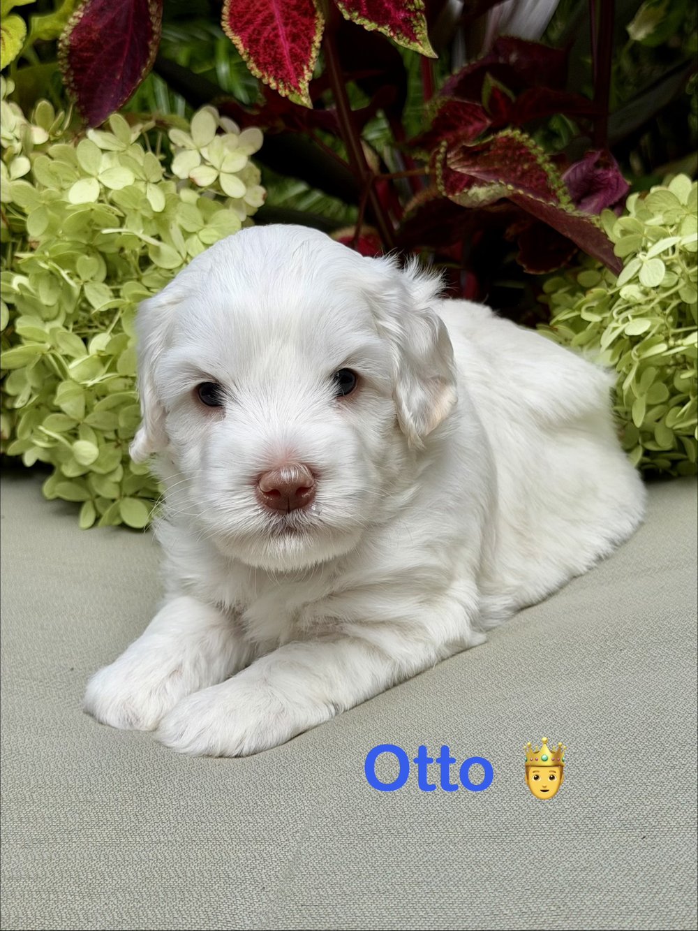 Otto — cream and white Australian Labradoodle puppy from the Opal and Toby litter