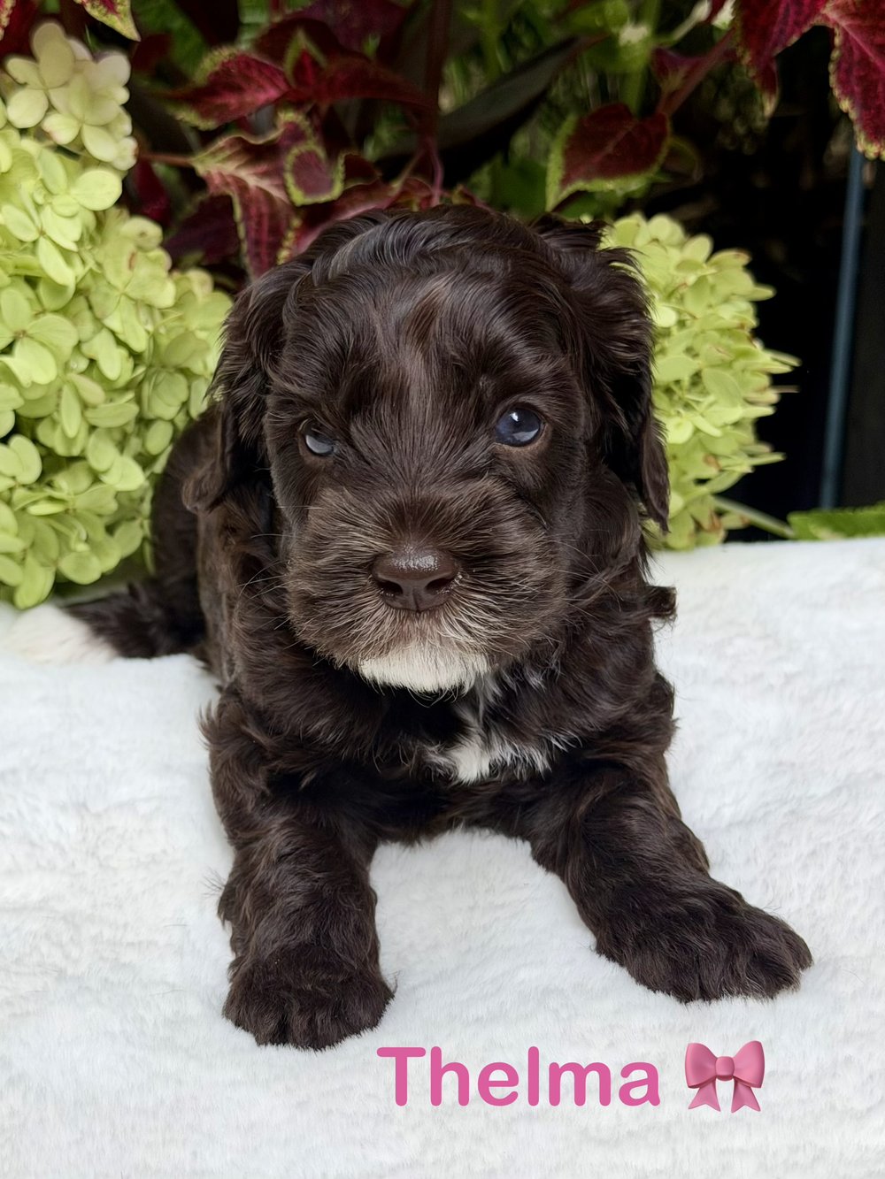 Thelma — chocolate Australian Labradoodle puppy from the Opal and Toby litter
