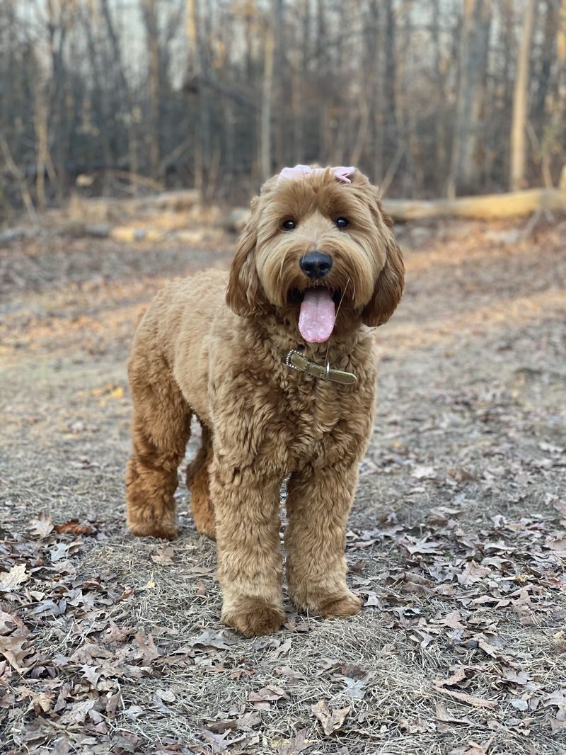 Medium Australian Labradoodle from Tillery Labradoodles