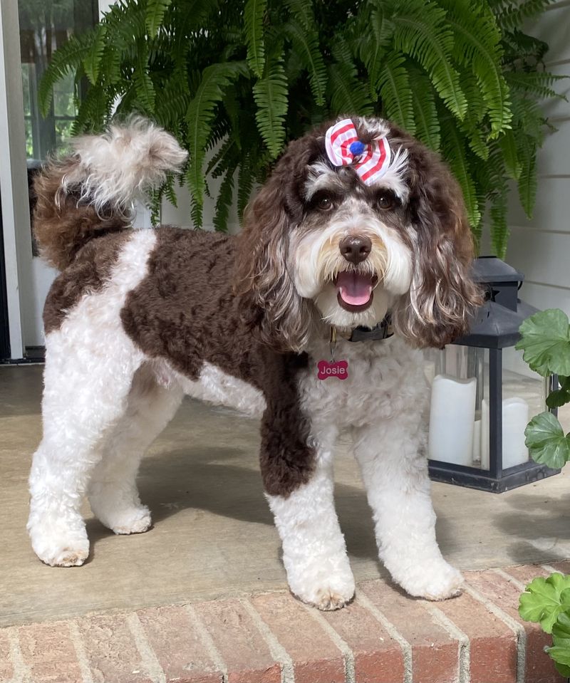 Miniature Australian Labradoodle from Tillery Labradoodles