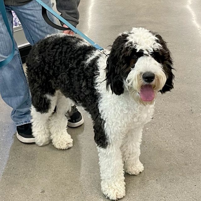 Standard Australian Labradoodle from Tillery Labradoodles