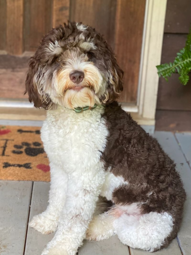 Hank, a chocolate phantom parti Australian Labradoodle sire