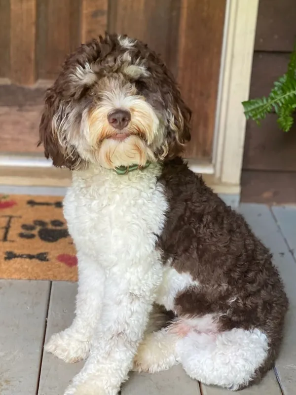 Hank, a chocolate phantom parti Australian Labradoodle sire