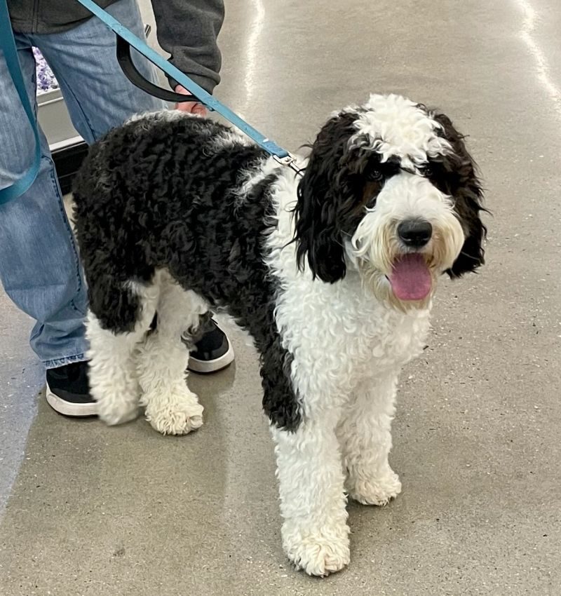 Jojo, a black parti standard Australian Labradoodle sire