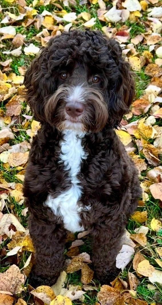 Navy, a chocolate Australian Labradoodle sire