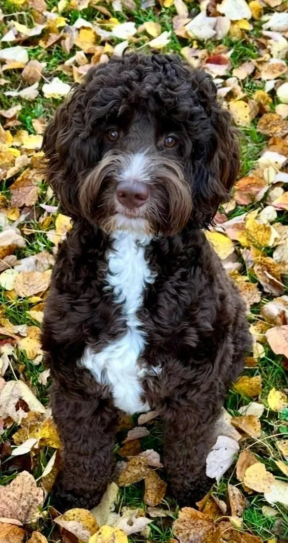 Navy, a chocolate Australian Labradoodle sire