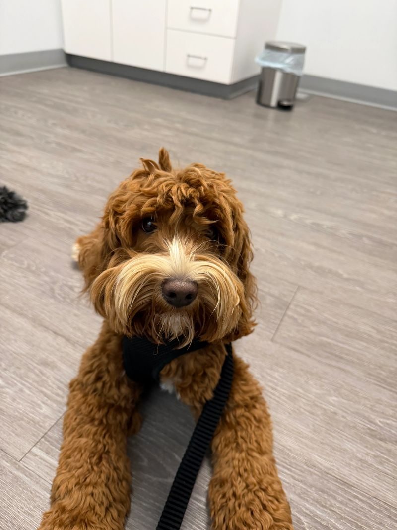 Spencer, a red miniature Australian Labradoodle sire