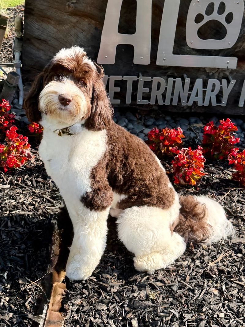 Toby, a chocolate parti Australian Labradoodle sire