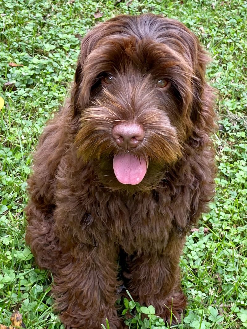 Trapper, a chocolate fleece Australian Labradoodle sire