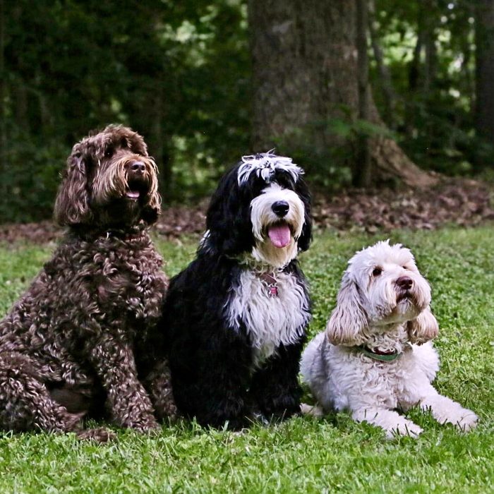 Three multigenerational Australian Labradoodles from Tillery Labradoodles sitting together on the grass