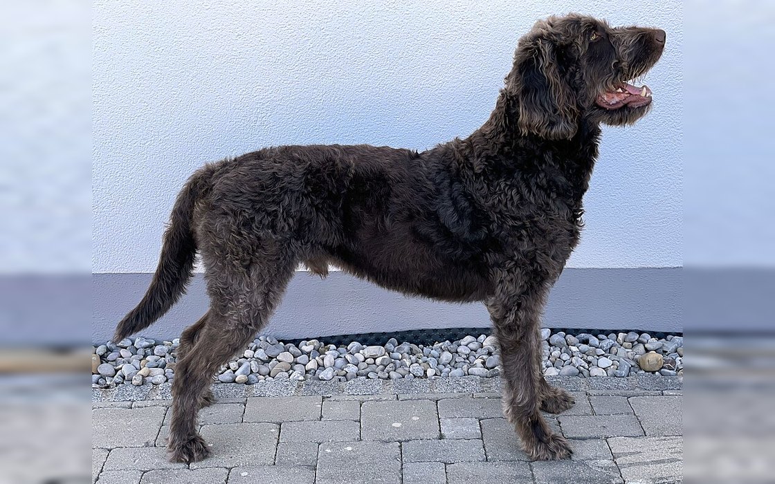 A chocolate first-generation Labradoodle standing in full side profile, showing a scruffier hair coat