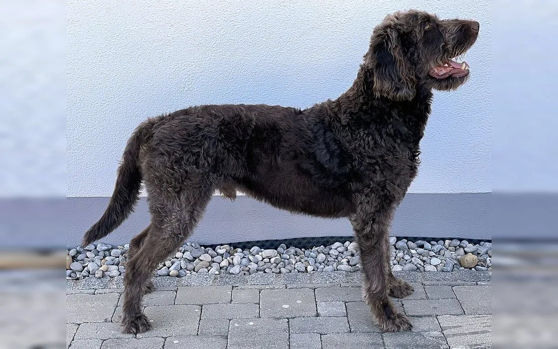 A chocolate first-generation Labradoodle standing in full side profile, showing a scruffier hair coat